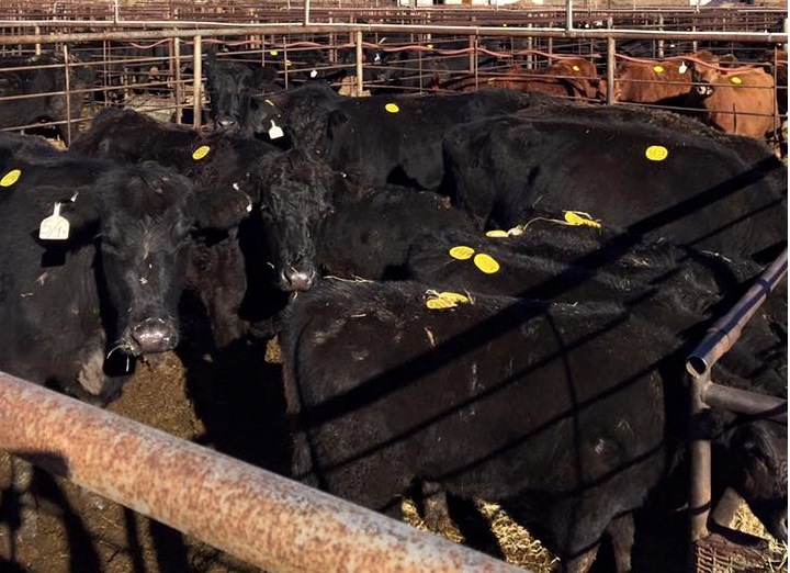 Black Angus cattle for sale.